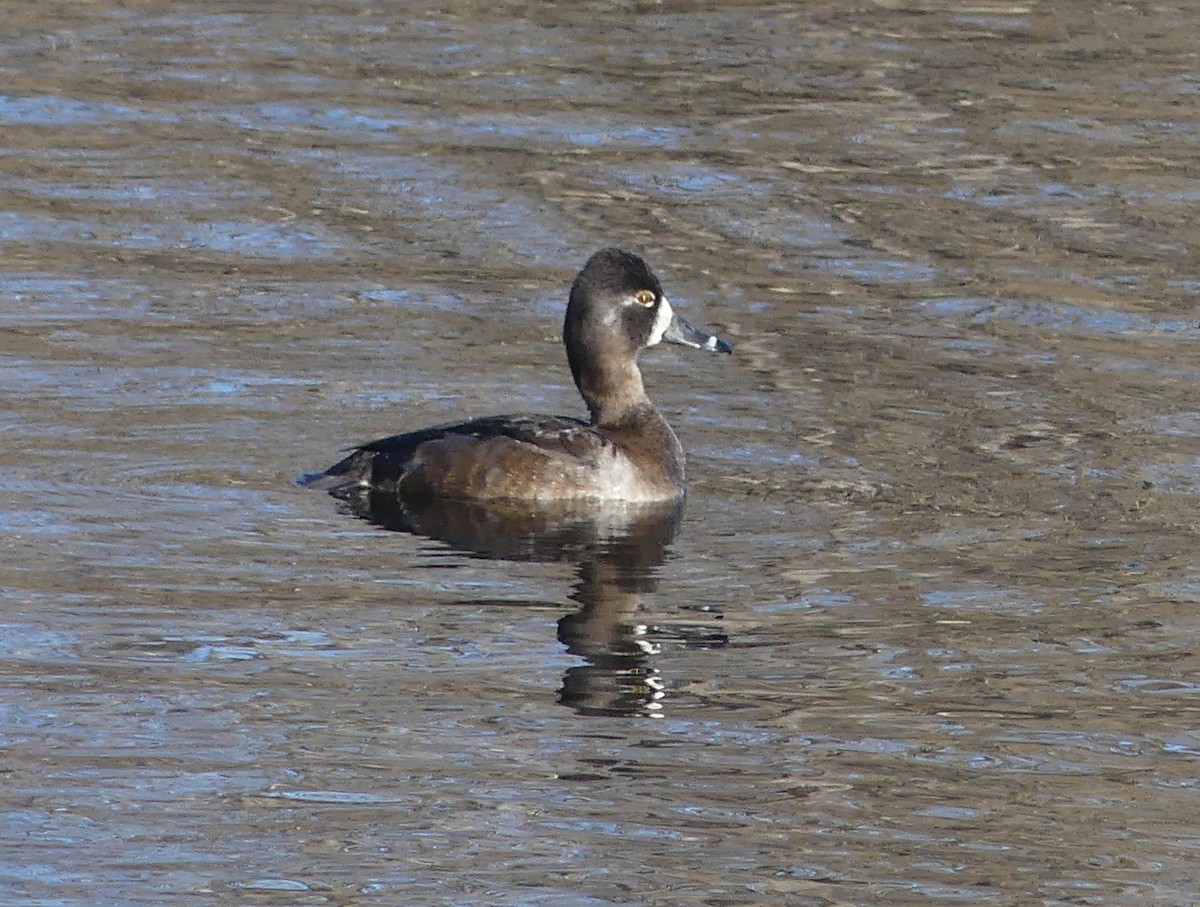 Ring-necked Duck - ML519203681