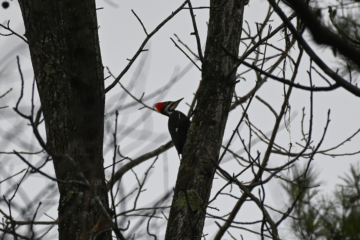 Pileated Woodpecker - ML519204361