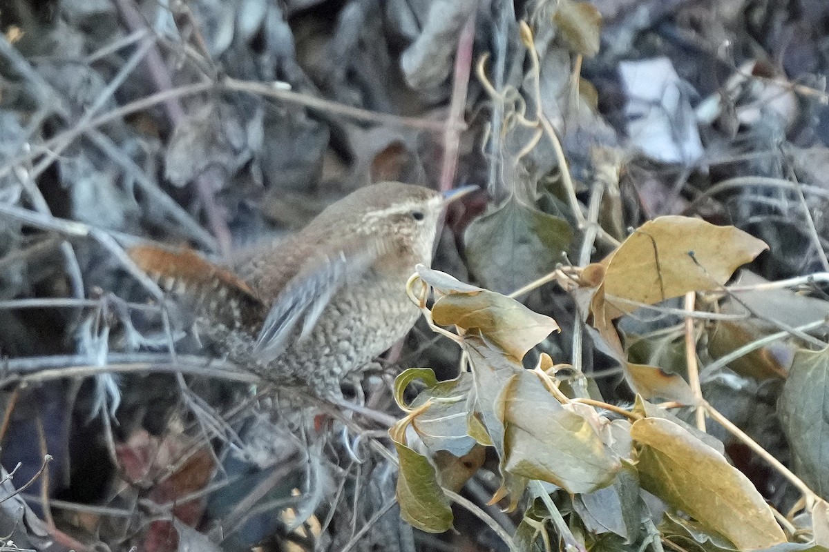 Troglodyte des forêts - ML519204671