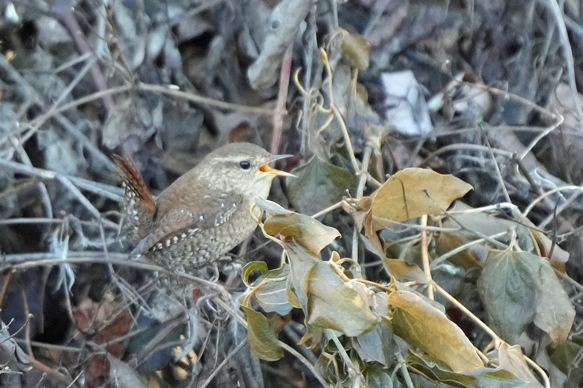 Winter Wren - ML519204681