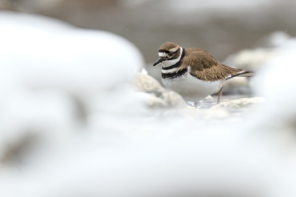 Killdeer - ML519205771