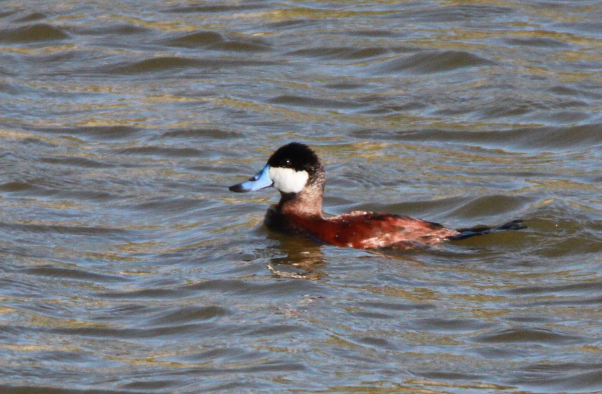 Ruddy Duck - ML51920601