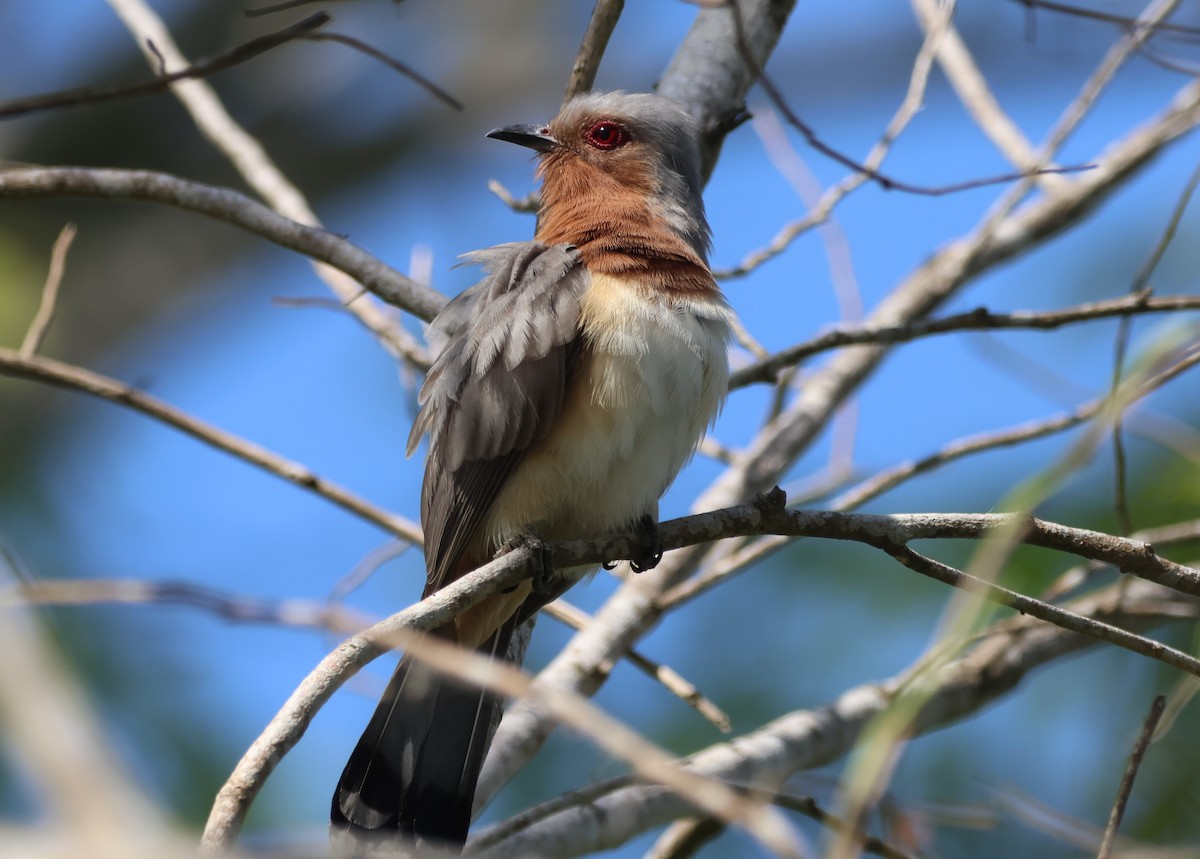 Dwarf Cuckoo - ML519206611