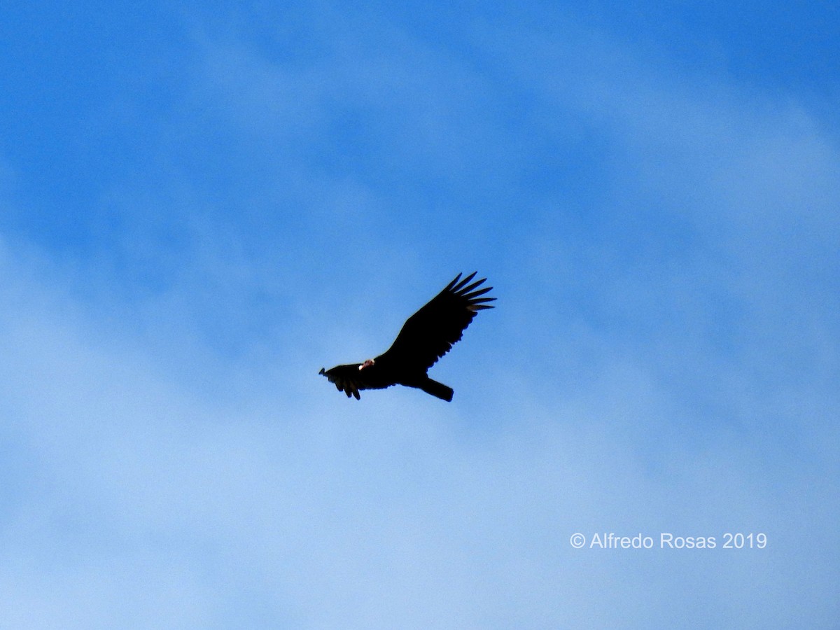 Turkey Vulture - ML519206921