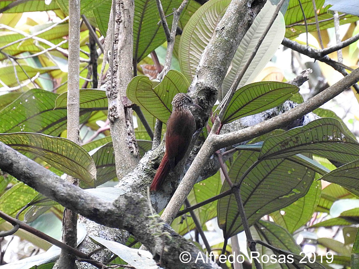 Streak-headed Woodcreeper - Alfredo Rosas