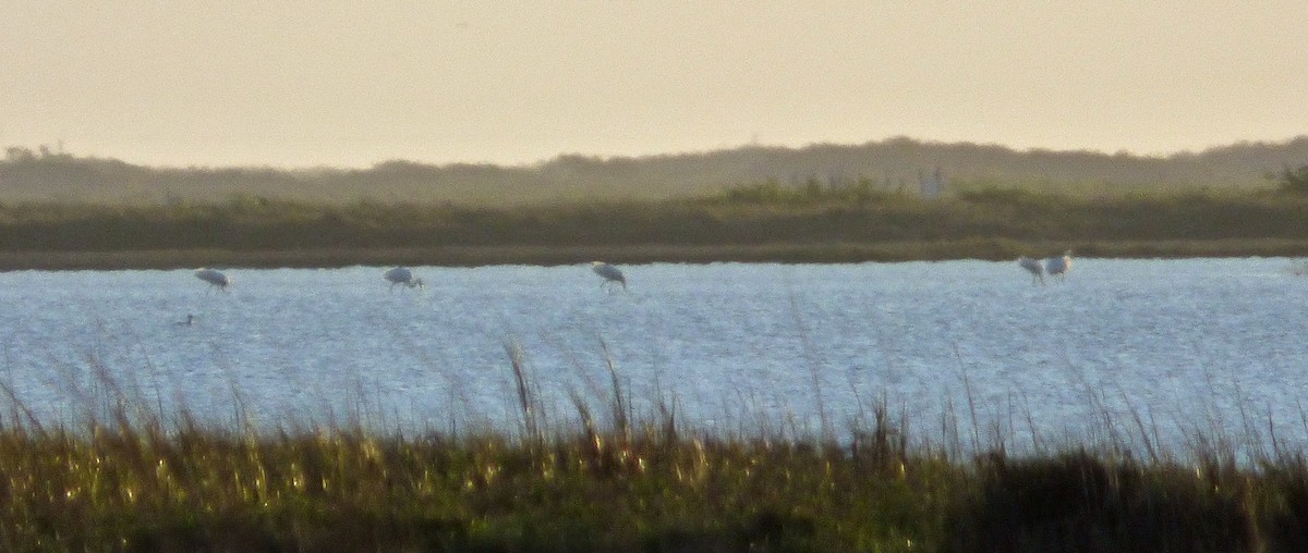 Whooping Crane - ML51920801