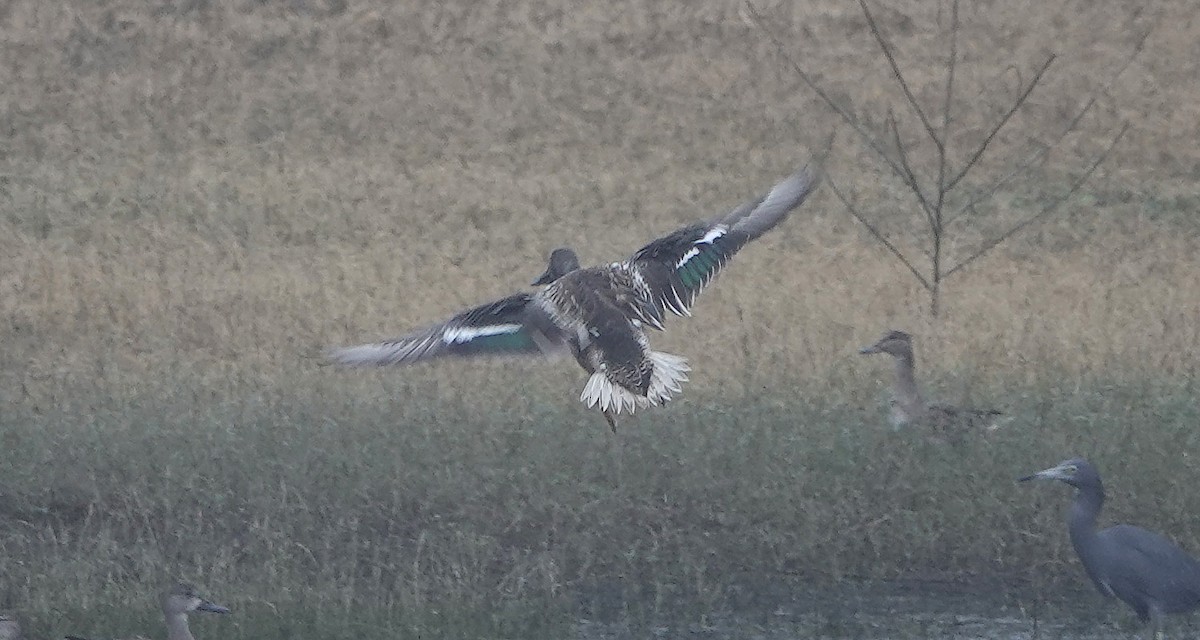 Northern Shoveler - ML519209351