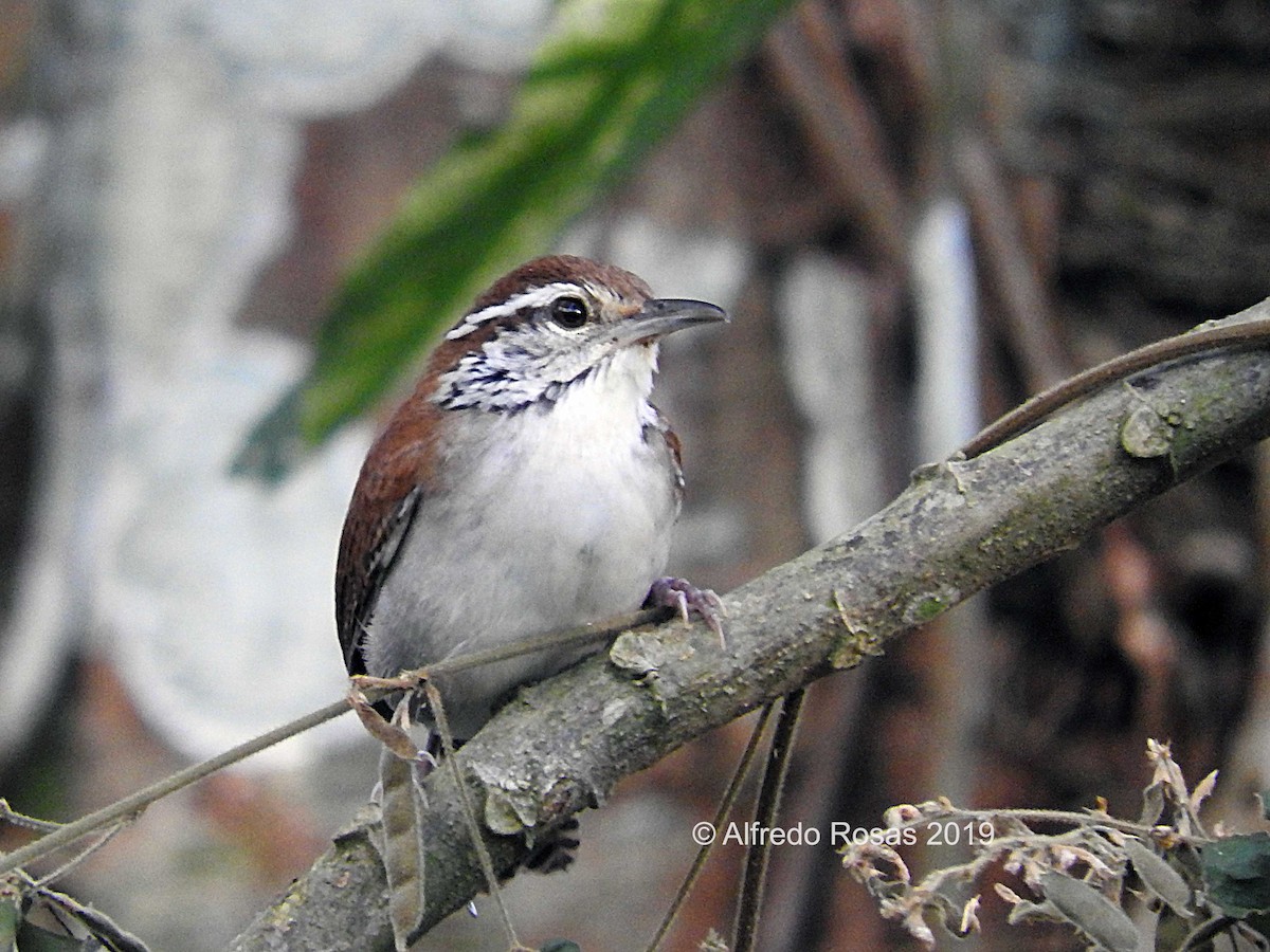 Rufous-and-white Wren - ML519209431