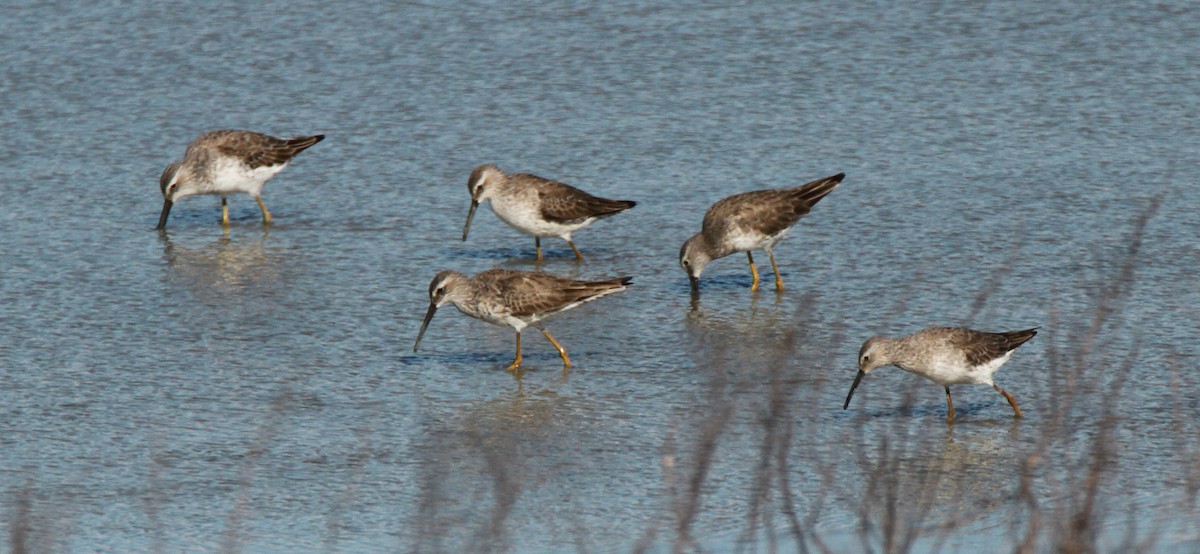 Stilt Sandpiper - Brent Ortego