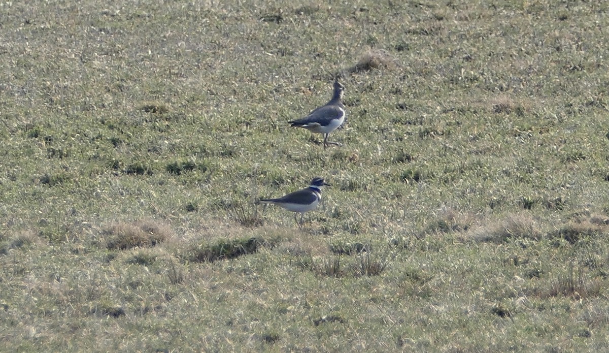 Northern Lapwing - ML519211181