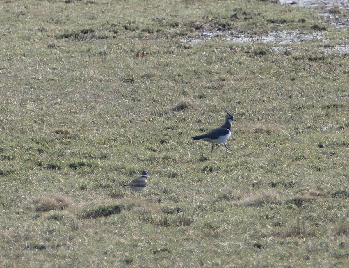 Northern Lapwing - ML519211191