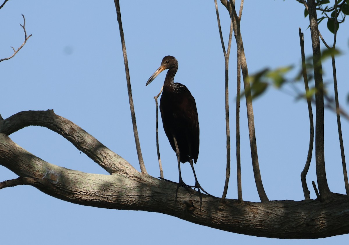 Limpkin - ML519211571