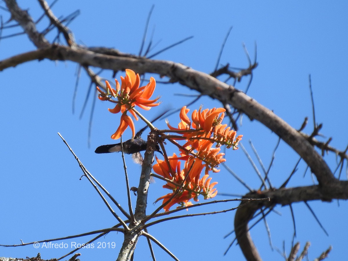 Colibrí de Buffon - ML519211721