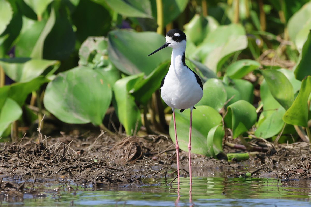 Black-necked Stilt - Jorge Alcalá