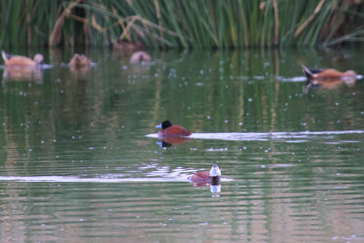 Andean/Lake Duck - ML519212331