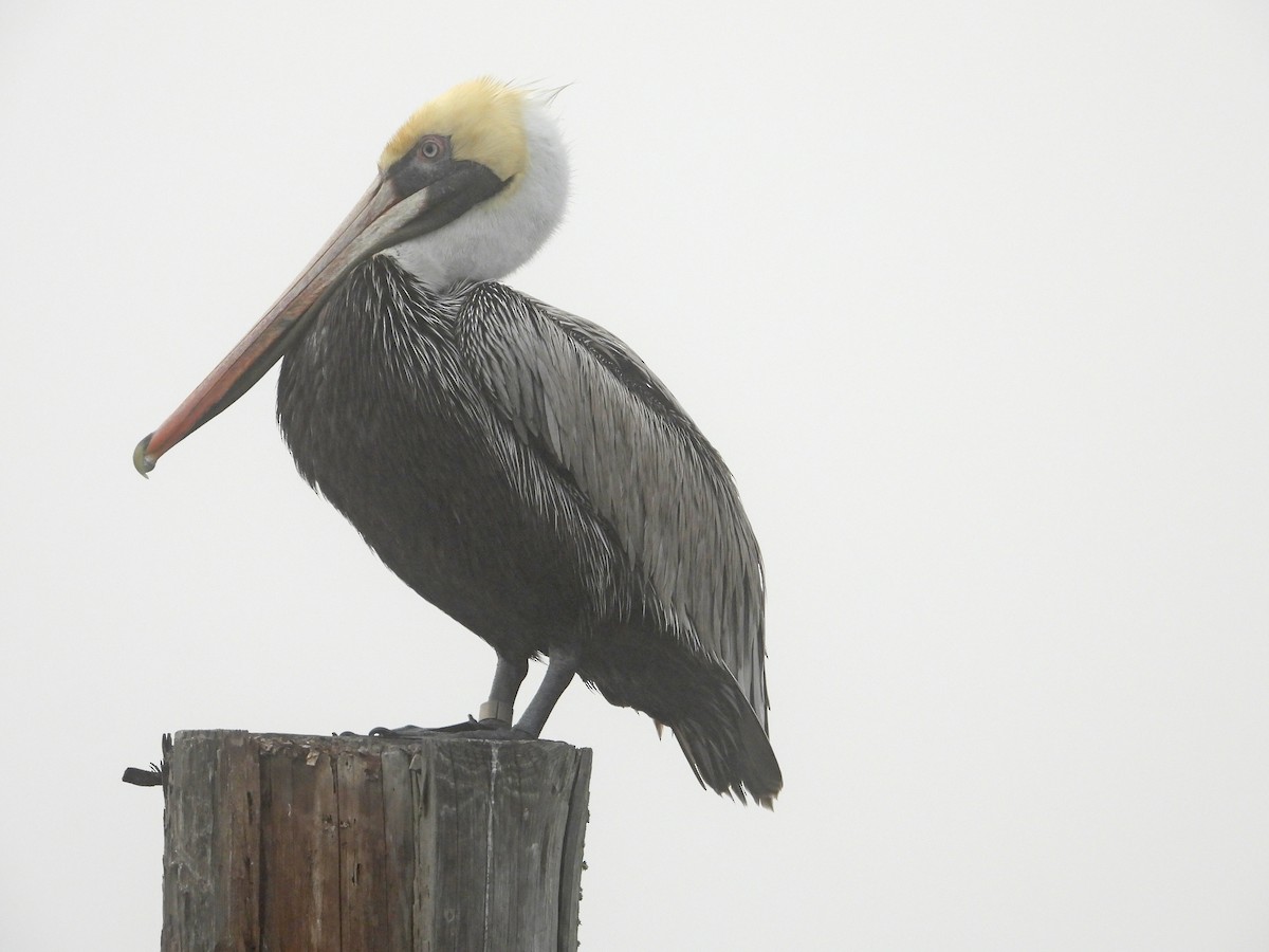 Brown Pelican - Rosemary Seidler