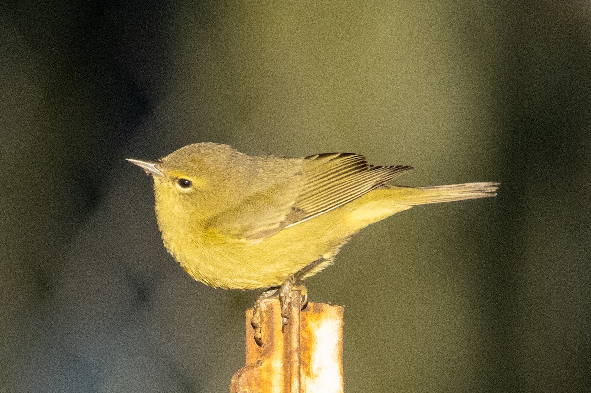 Orange-crowned Warbler - ML519212561