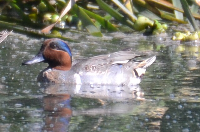 Green-winged Teal - Jack Pannell