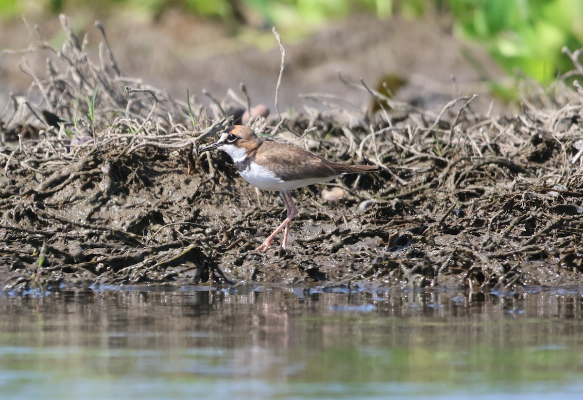 Collared Plover - Jorge Alcalá