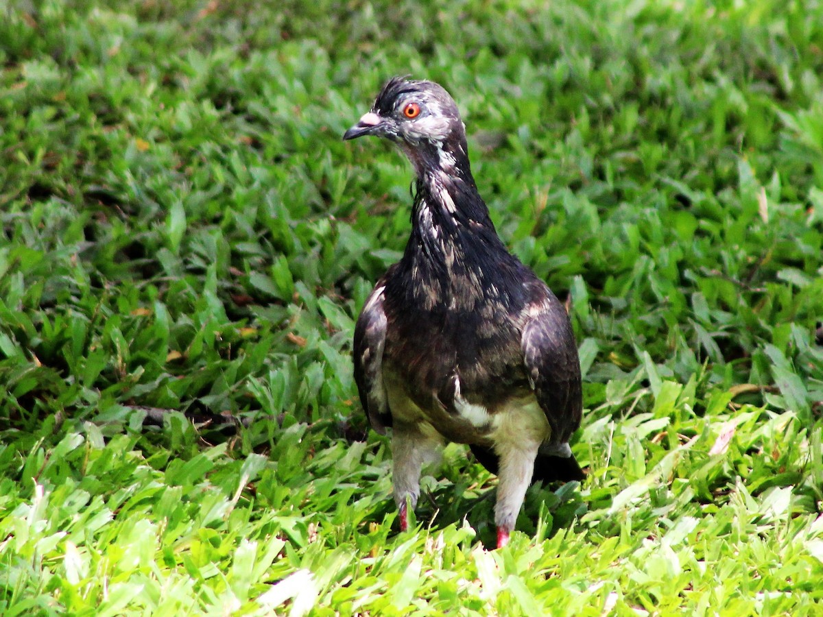 Rock Pigeon (Feral Pigeon) - ML519213561