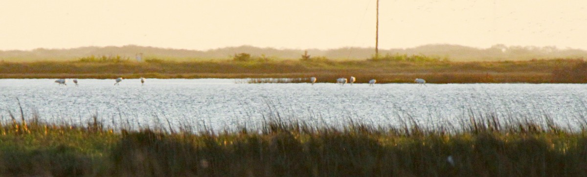 Whooping Crane - Brent Ortego