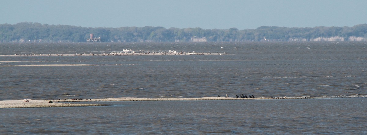 American Oystercatcher - ML51921381