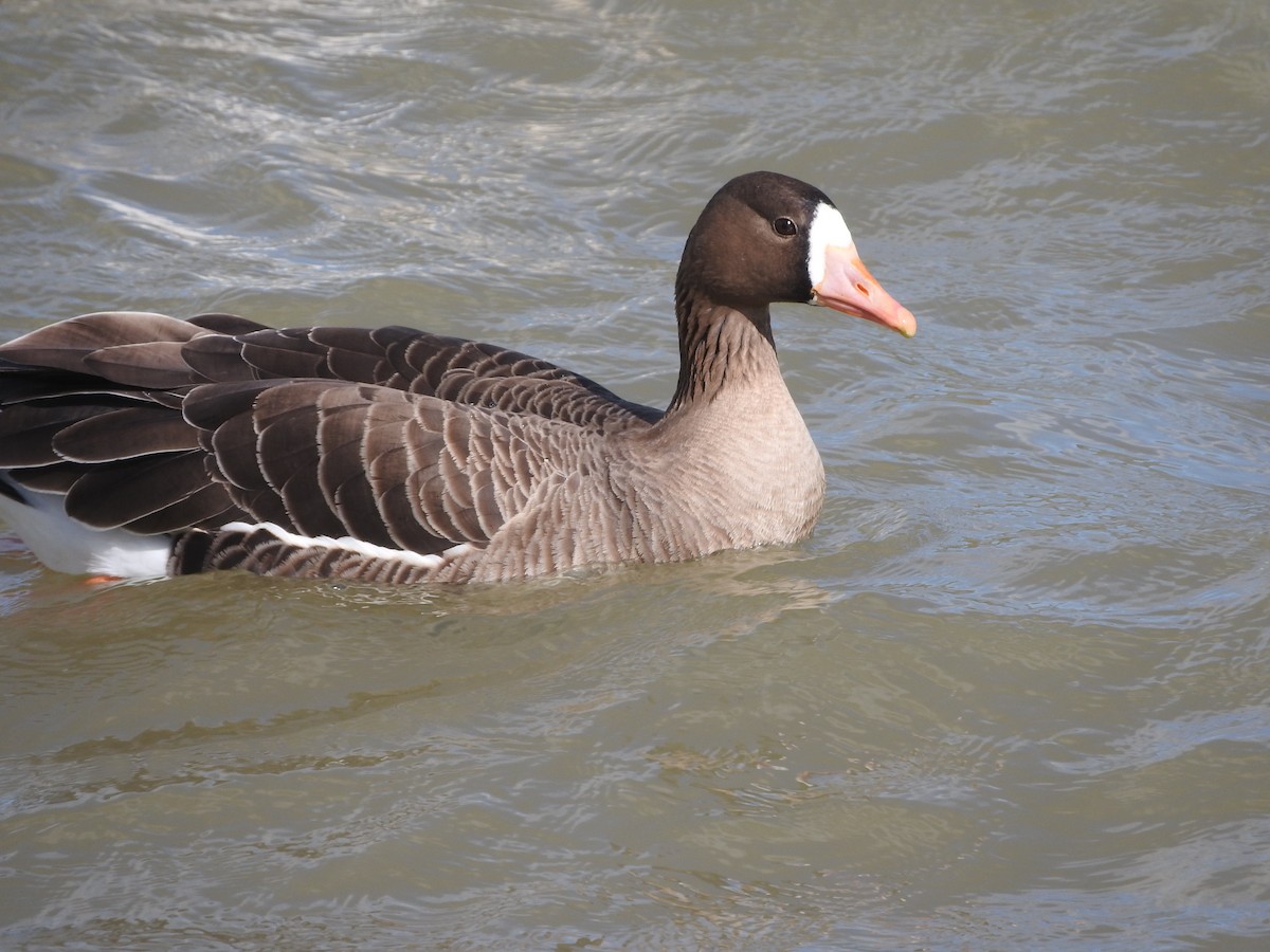 Greater White-fronted Goose - Geoffrey Helmbold