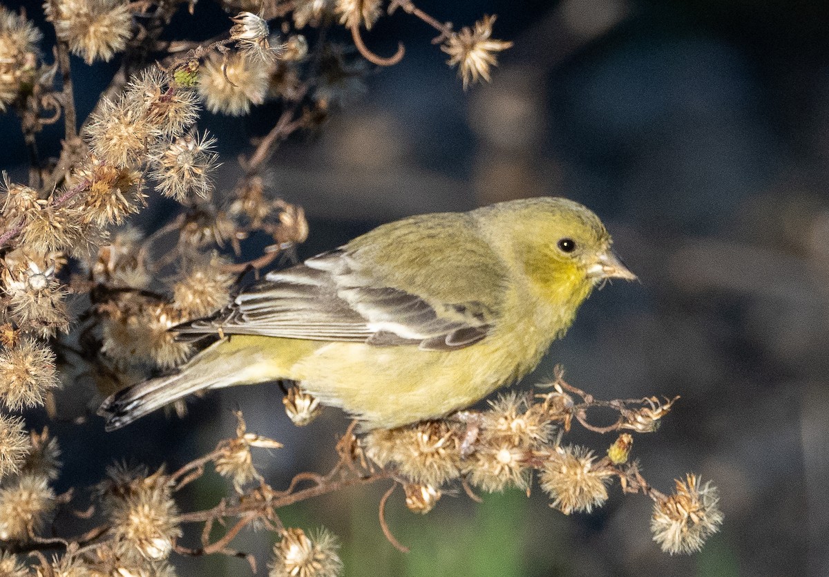Lesser Goldfinch - ML519214801