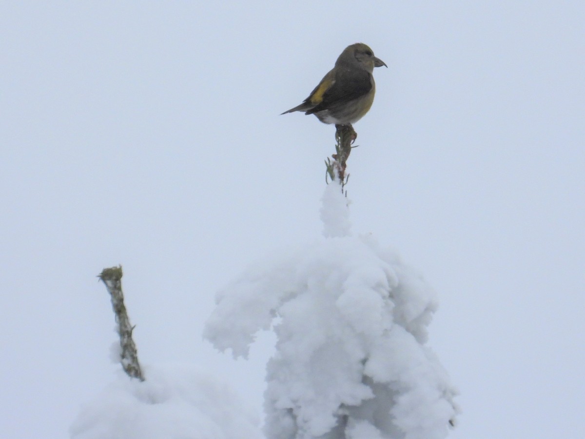 Red Crossbill - ML519215291