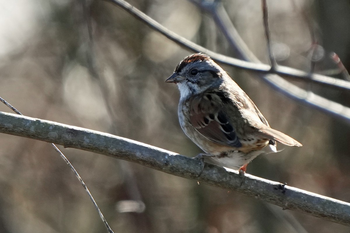 Swamp Sparrow - ML519217031