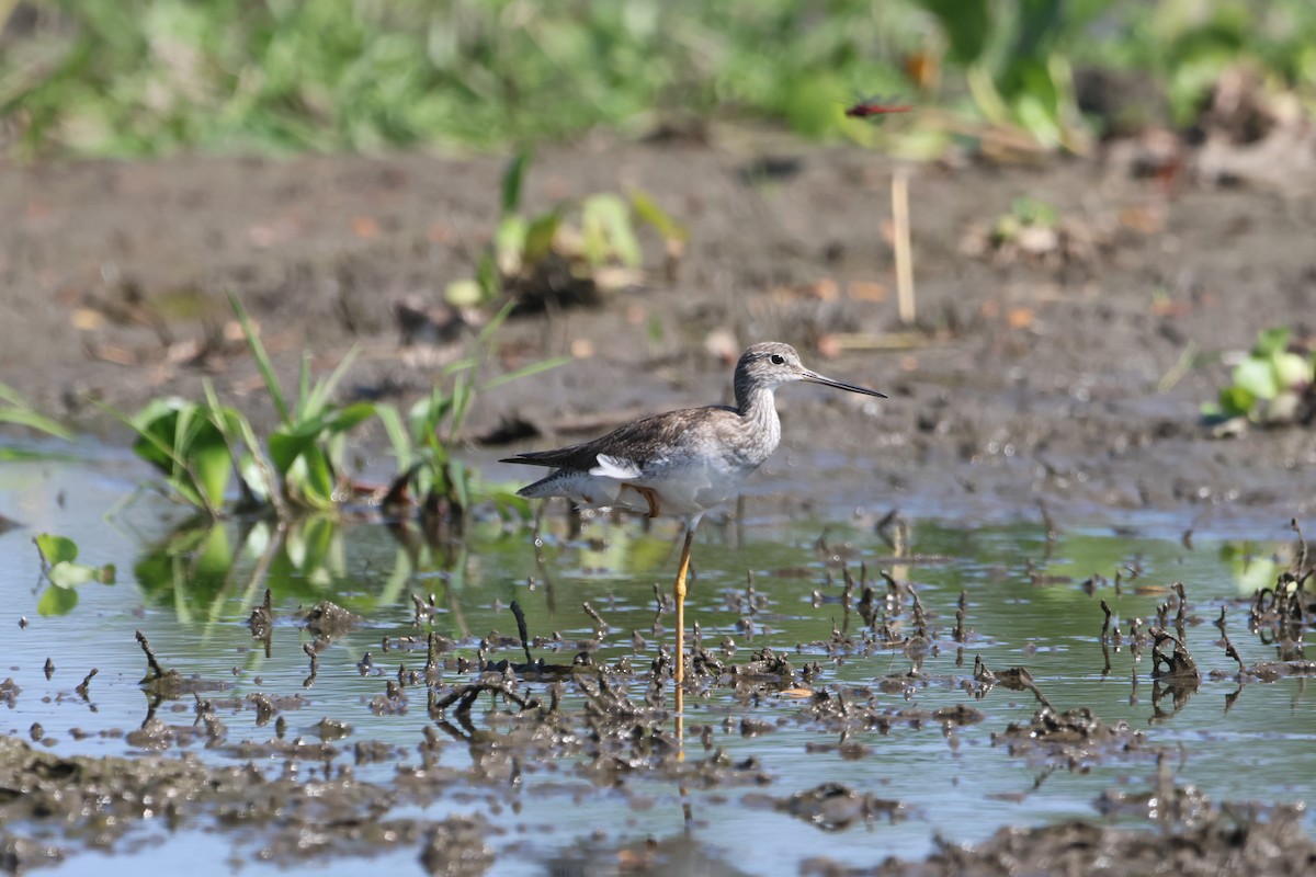 Greater Yellowlegs - ML519217411