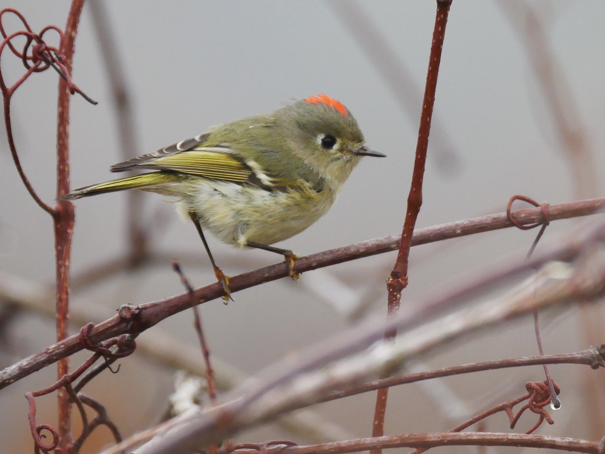 Ruby-crowned Kinglet - ML519219041