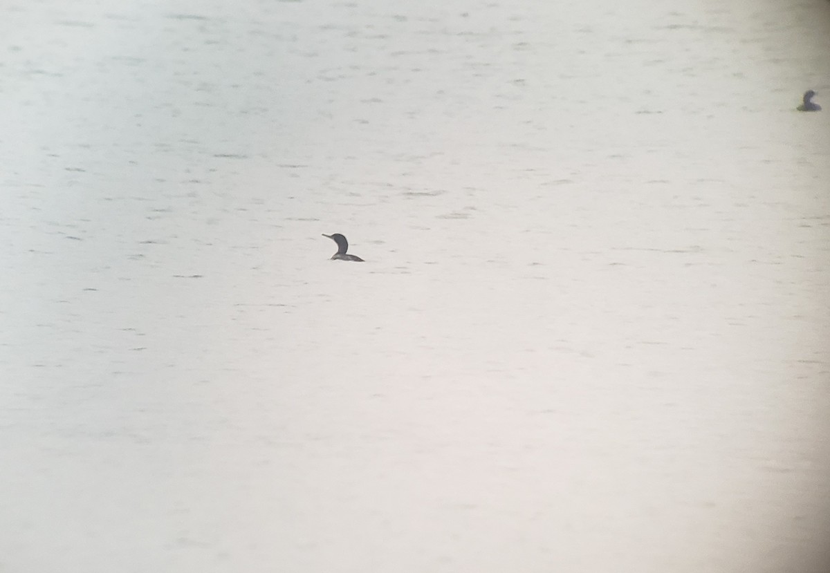 Brandt's Cormorant - ML519220381
