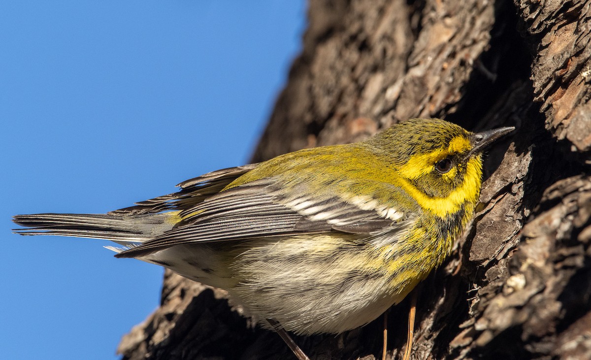 Townsend's Warbler - ML519220621