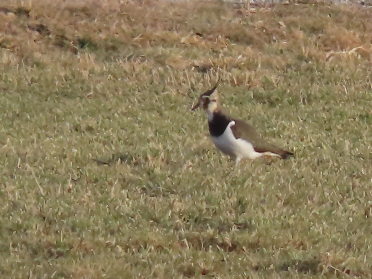 Northern Lapwing - ML519221201