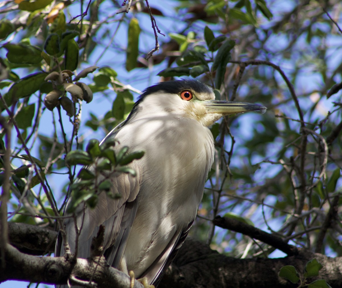 Black-crowned Night Heron - ML519222061