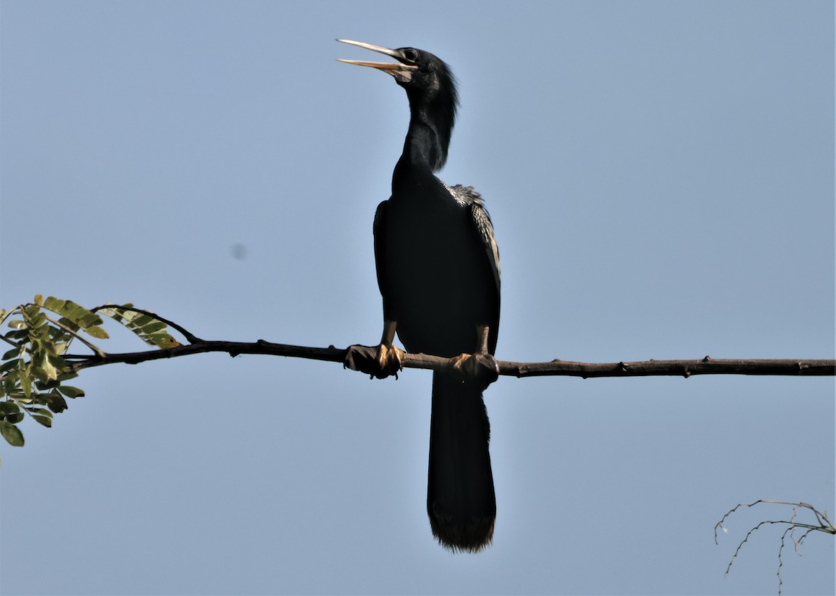 Anhinga Americana - ML519222811