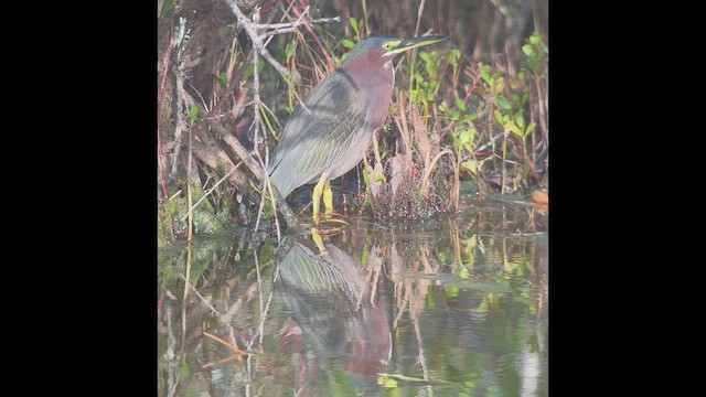 Green Heron - ML519223061