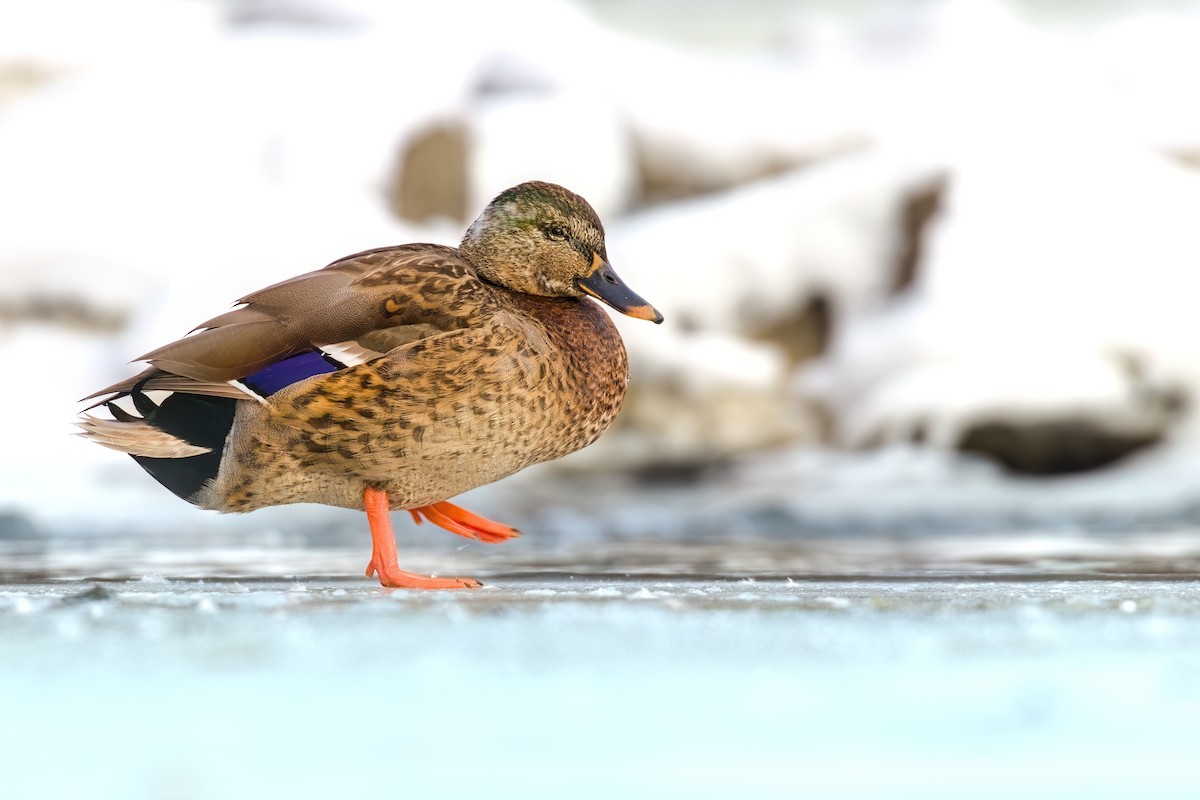 Canard colvert - ML519223301