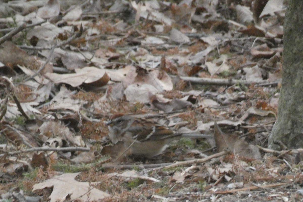 ムナフヒメドリ - ML519224291