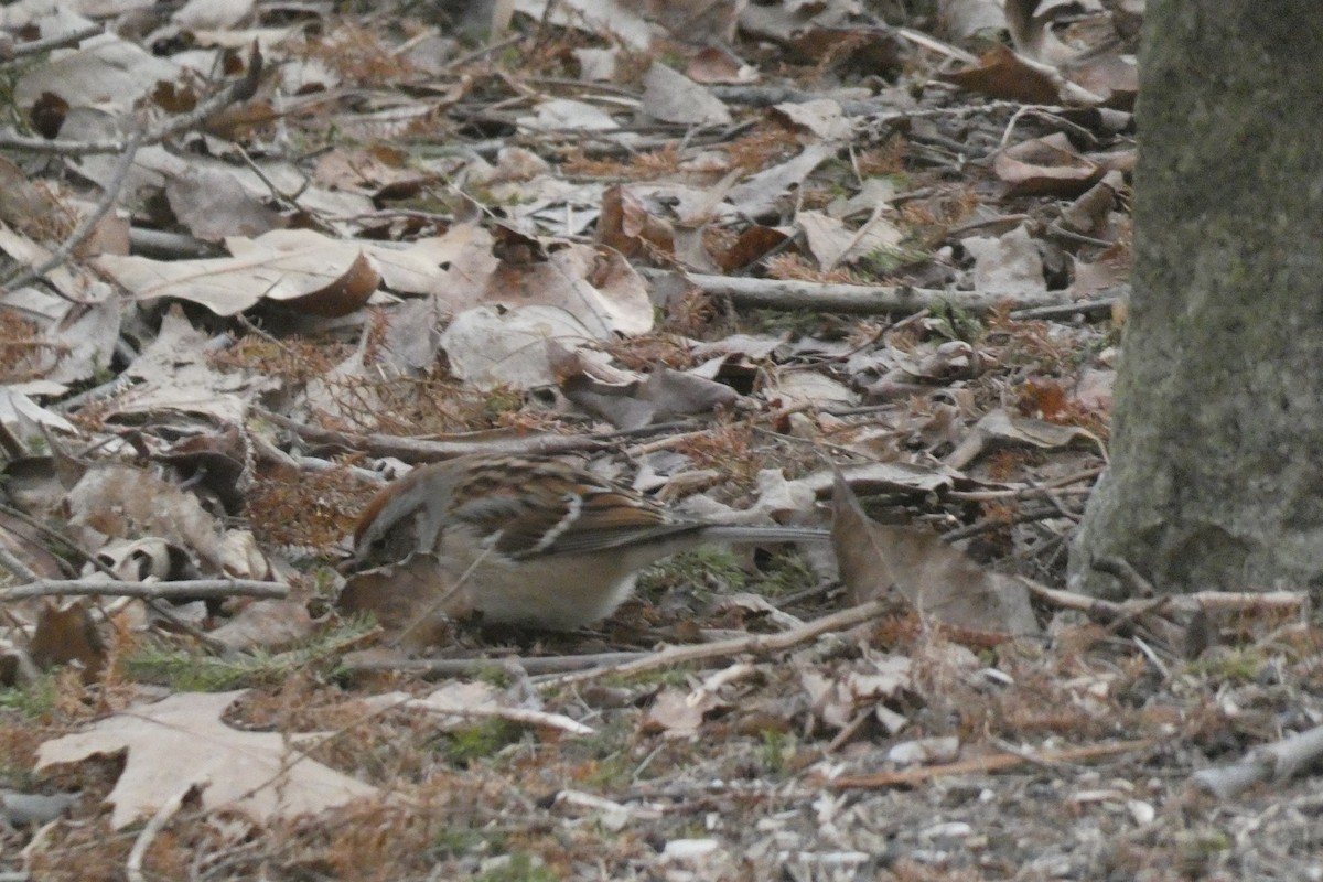 ムナフヒメドリ - ML519224301