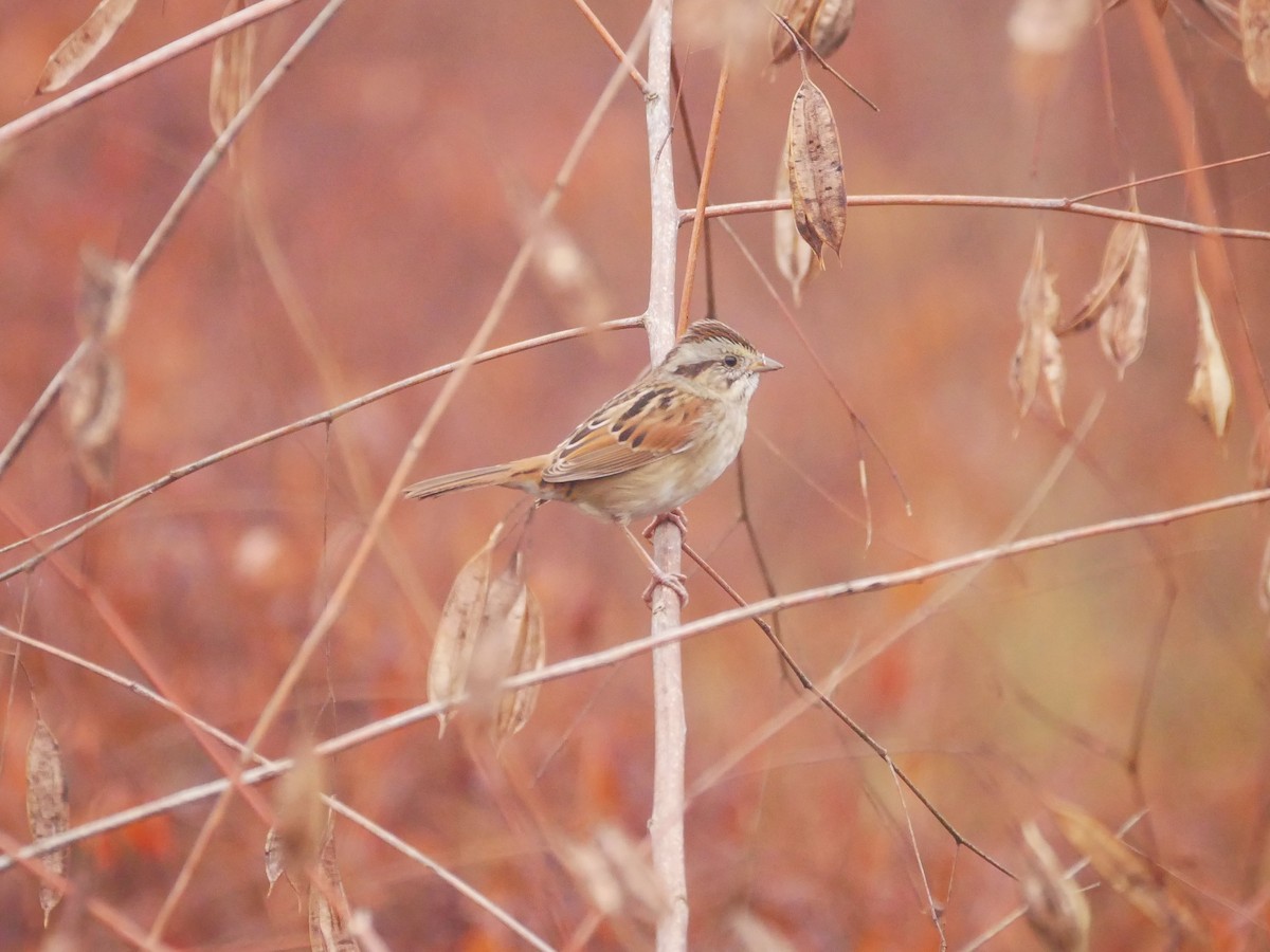 Swamp Sparrow - ML519225101