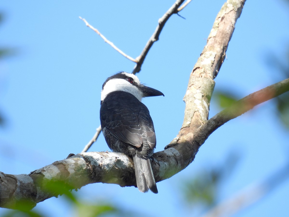 White-necked Puffbird - ML519226041