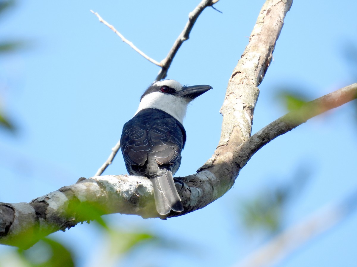 White-necked Puffbird - ML519226391