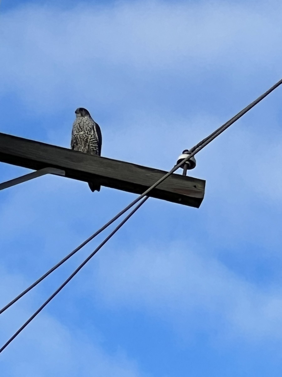 Gyrfalcon - ML519227371