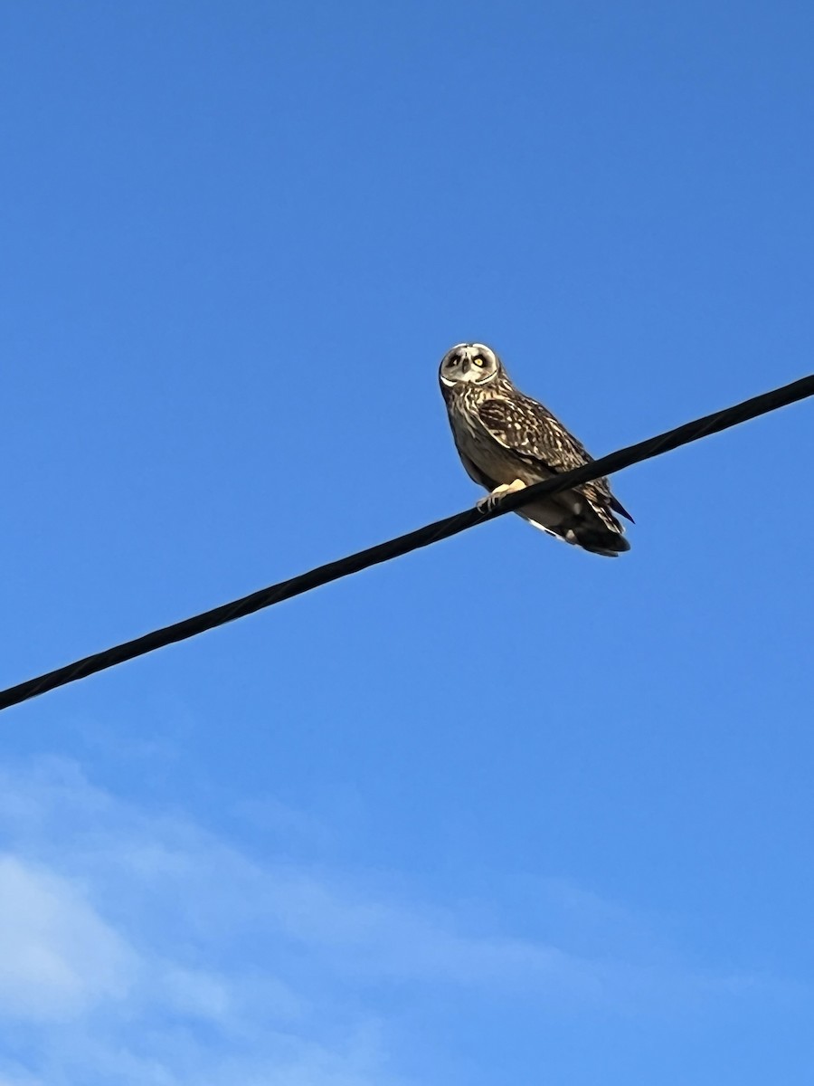 Gufo di palude - ML519228471