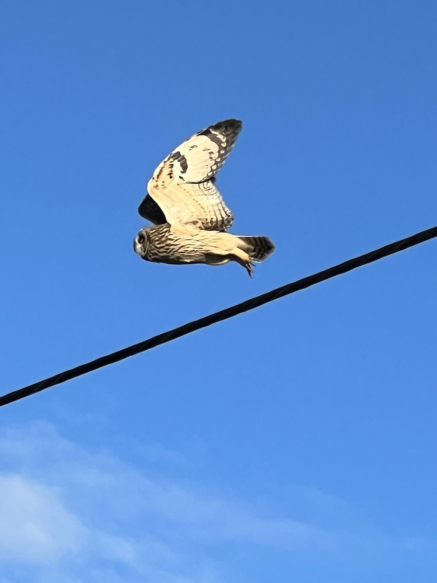 Gufo di palude - ML519228491