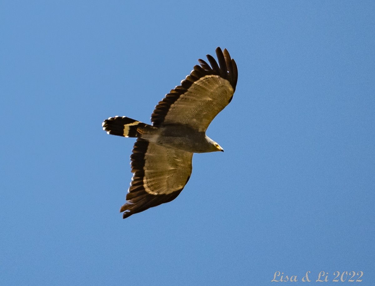 African Harrier-Hawk - ML519228731