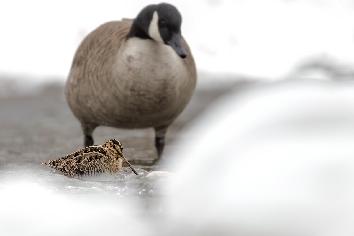 Wilson's Snipe - ML519229871