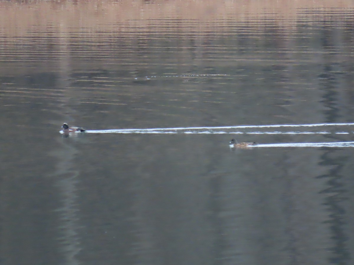 American Wigeon - ML519230291